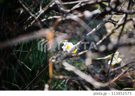 枝の奥に隠れる水仙の花 枝の奥に隠れる水仙の花 113852575