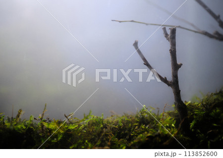 苔が生い茂る山のイメージ風景 113852600