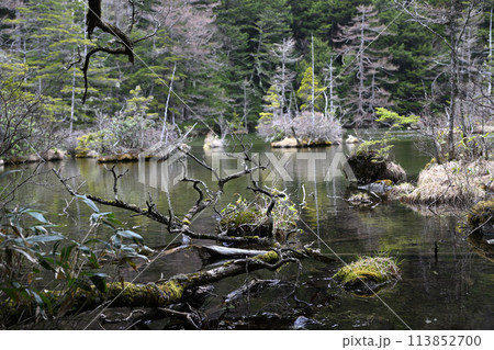 明神池の枯れ木 明神池の枯れ木 113852700