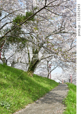 春 伊勢 宮川堤 春 伊勢 宮川堤 113852943