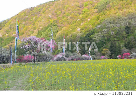 長野　花桃の里 113853231