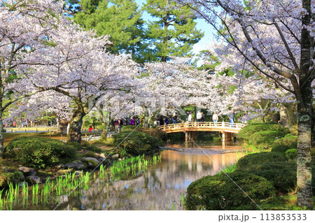 【石川県】晴天の兼六園の花見橋と満開の桜 【石川県】晴天の兼六園の花見橋と満開の桜 113853533