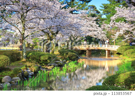 【石川県】晴天の兼六園の花見橋と満開の桜 【石川県】晴天の兼六園の花見橋と満開の桜 113853567