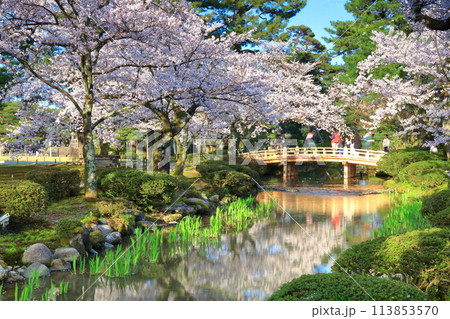 【石川県】晴天の兼六園の花見橋と満開の桜 113853570