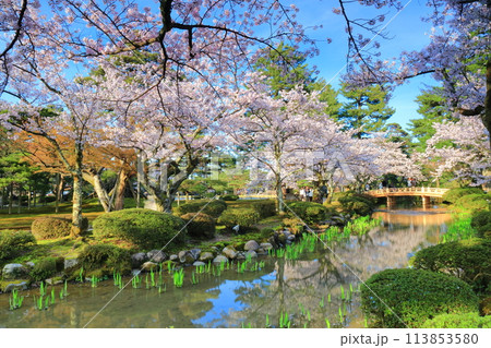 【石川県】晴天の兼六園の花見橋と満開の桜 【石川県】晴天の兼六園の花見橋と満開の桜 113853580