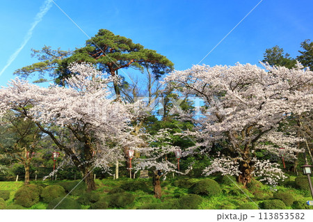 【石川県】晴天の兼六園の満開の桜 【石川県】晴天の兼六園の満開の桜 113853582