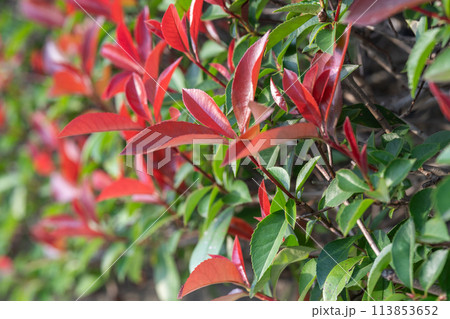 秋を彩るアカメの垣根 秋を彩るアカメの垣根 113853652