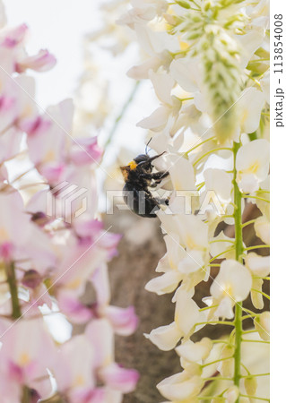 【庄内の風景】藤の花_藤島歴史公園(山形県鶴岡市) 【庄内の風景】藤の花_藤島歴史公園(山形県鶴岡市) 113854008