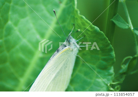葉に停止したモンシロチョウ 113854057