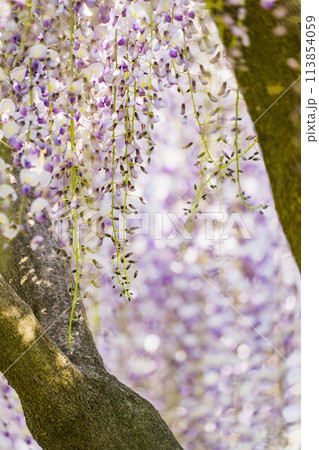 【庄内の風景】藤の花_藤島歴史公園（山形県鶴岡市） 113854059