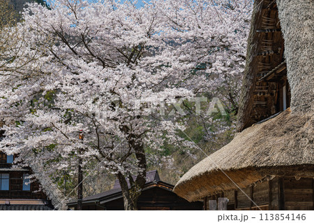 世界遺産 菅沼合掌造り集落の春景色 113854146