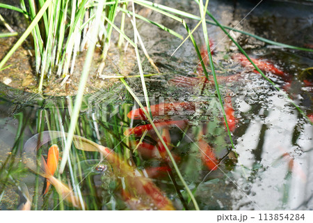 冬越しする金魚 113854284