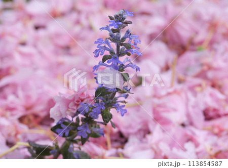 桜の落ち葉に紫の花 桜の落ち葉に紫の花 113854587