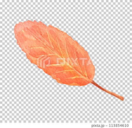 Watercolor fall tree leaf isolated. Hand drawn illustration 113854610