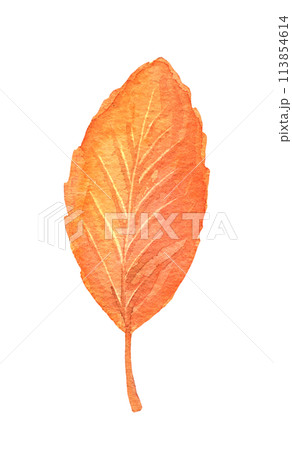 Watercolor fall tree leaf isolated. Hand drawn illustration Watercolor fall tree leaf isolated. Hand drawn illustration 113854614