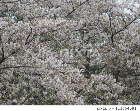 満開になった桜の花 113854691