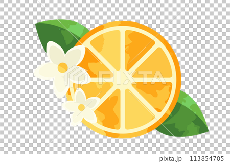 Fresh orange slices illustration 113854705
