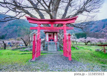 お稲荷様とケヤキ【あんずの里】 113855015