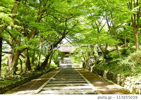 京都市　山科毘沙門堂参道と新緑 113855039