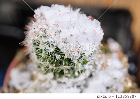 雪の氷が頭に乗るサボテン 雪の氷が頭に乗るサボテン 113855287