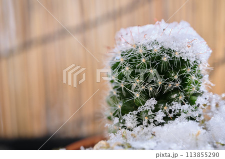 サボテンに積もる雪のアップ 113855290