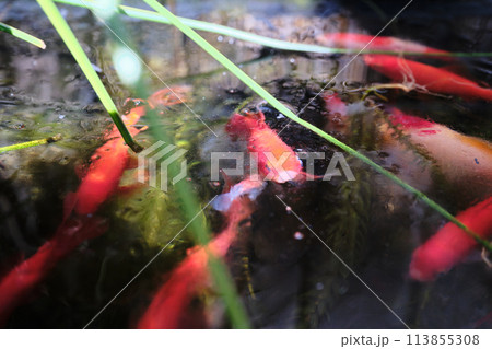 氷点下の寒さに耐える金魚 氷点下の寒さに耐える金魚 113855308