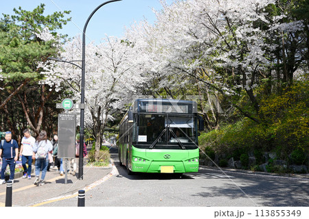 ソウル循環バスと桜咲く南山 ソウル循環バスと桜咲く南山 113855349