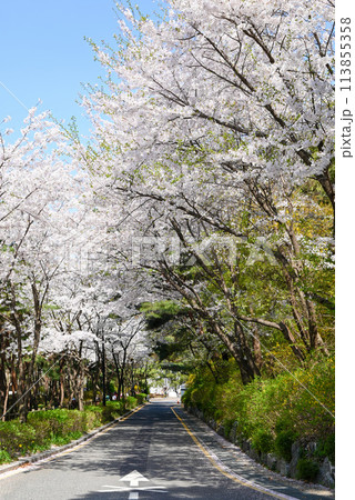 韓国ソウル 桜の名所・南山散策路(南山トゥルレキル) 韓国ソウル 桜の名所・南山散策路(南山トゥルレキル) 113855358