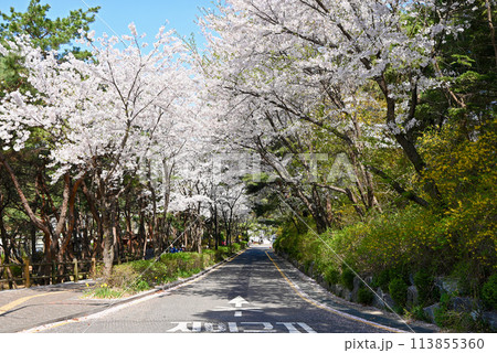 韓国ソウル 桜の名所・南山散策路(南山トゥルレキル) 113855360