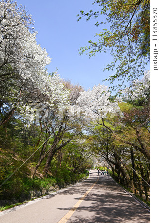 韓国ソウル 桜の名所・南山散策路(南山トゥルレキル) 韓国ソウル 桜の名所・南山散策路(南山トゥルレキル) 113855370