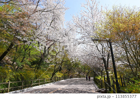 韓国ソウル 桜の名所・南山散策路(南山トゥルレキル) 韓国ソウル 桜の名所・南山散策路(南山トゥルレキル) 113855377
