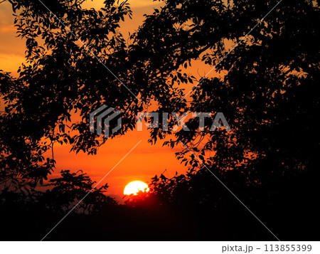 沈む太陽と木の葉	 113855399