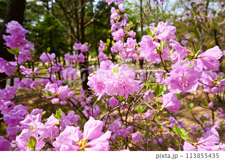 カラムラサキツツジ 113855435