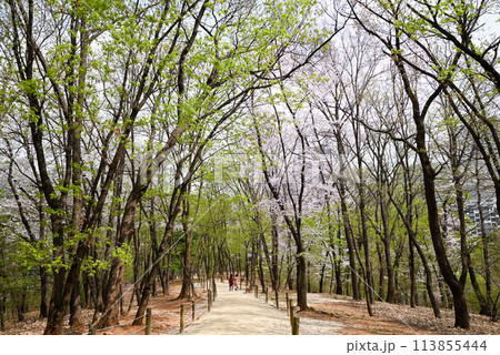 【韓国ソウル】江南区　宣靖陵（ソンジョンヌン）の散策路 113855444