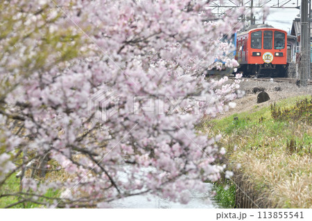 桜と近江鉄道の桜川駅に停車中の列車 桜と近江鉄道の桜川駅に停車中の列車 113855541