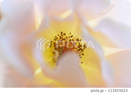 美しい自然の光芒に映えるバラの花(白い薔薇)クローズアップ撮影（はな阿蘇美）) 113855623