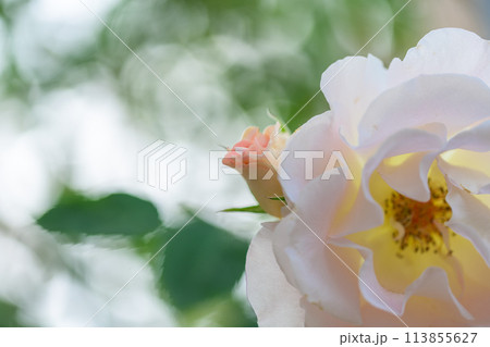 美しい自然の光芒に映えるバラの花(白い薔薇)クローズアップ撮影(はな阿蘇美)) 美しい自然の光芒に映えるバラの花(白い薔薇)クローズアップ撮影(はな阿蘇美)) 113855627