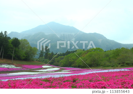 ［人物無し］羊山公園芝桜の丘にて（埼玉県秩父市） 113855643