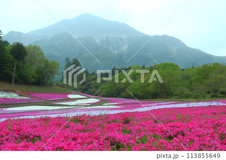 ［人物無し］羊山公園芝桜の丘にて（埼玉県秩父市） 113855649