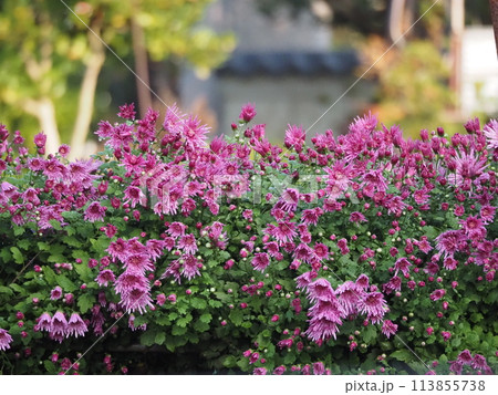 食用菊　かきのもとの栽培	 113855738