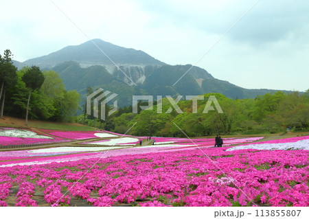 羊山公園芝桜の丘にて(埼玉県秩父市) 羊山公園芝桜の丘にて(埼玉県秩父市) 113855807