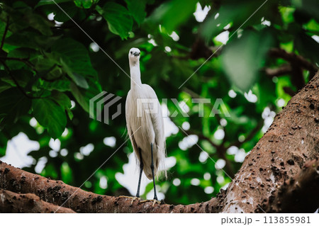 the Egret bird at Tai PO, hong kong the Egret bird at Tai PO, hong kong 113855981