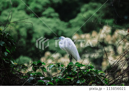 the Egret bird at Tai PO, hong kong 113856021