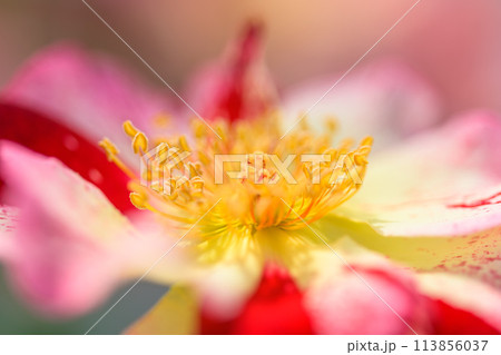 美しい自然光芒に映えるバラの花【【ロサ・ムンディ】】　クローズアップ・マクロ撮影（はな阿蘇美）) 113856037