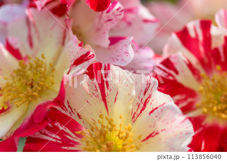 美しい自然光芒に映えるバラの花【【ロサ・ムンディ】】 クローズアップ・マクロ撮影(はな阿蘇美)) 美しい自然光芒に映えるバラの花【【ロサ・ムンディ】】 クローズアップ・マクロ撮影(はな阿蘇美)) 113856040