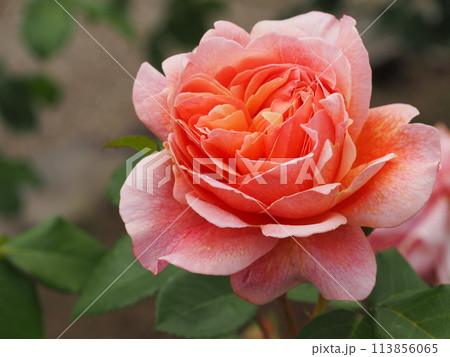 バラ　かおりかざり	 113856065