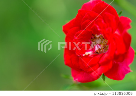美しい自然光芒に映える赤いバラの花【チャイナローズ】クローズアップ撮影（はな阿蘇美）) 113856309