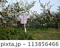 A scarecrow in front of apple trees 113856466