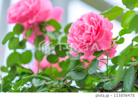美しい自然光芒に映えるバラの花【ピエールドロンサール】(はな阿蘇美)) 美しい自然光芒に映えるバラの花【ピエールドロンサール】(はな阿蘇美)) 113856478