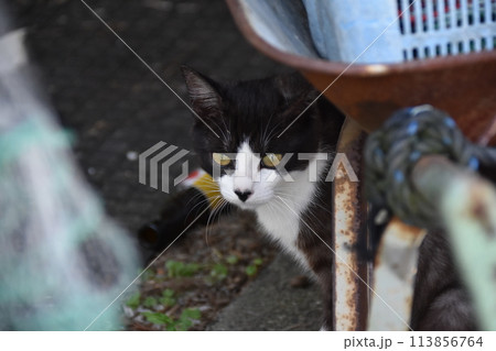 沖島の猫 113856764